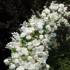 Flower Arch Wedding Backdrop - White Artificial Flower Arch | Rolling Up Curtain Flower Arch | AmourBlossom